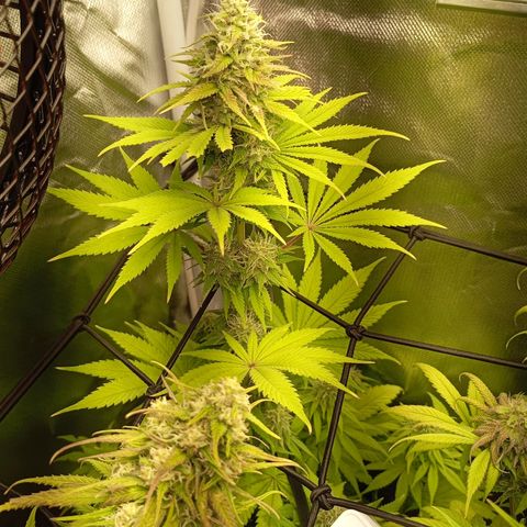 Marisoles. Og Kush, Sweetberry, Pinneapple Punch, Wedding Cake growlog timeline photo