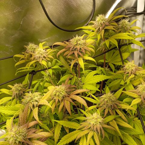 Marisoles. Og Kush, Sweetberry, Pinneapple Punch, Wedding Cake growlog timeline photo