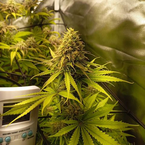 Marisoles. Og Kush, Sweetberry, Pinneapple Punch, Wedding Cake growlog timeline photo