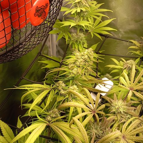 Marisoles. Og Kush, Sweetberry, Pinneapple Punch, Wedding Cake growlog timeline photo