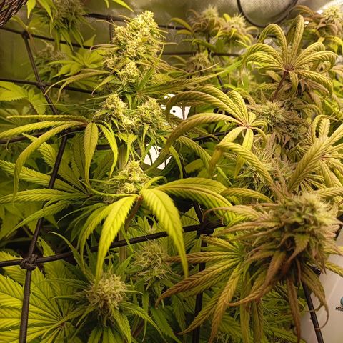 Marisoles. Og Kush, Sweetberry, Pinneapple Punch, Wedding Cake growlog timeline photo