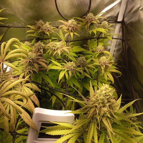 Marisoles. Og Kush, Sweetberry, Pinneapple Punch, Wedding Cake growlog timeline photo