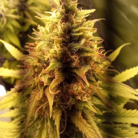 Marisoles. Og Kush, Sweetberry, Pinneapple Punch, Wedding Cake growlog timeline photo