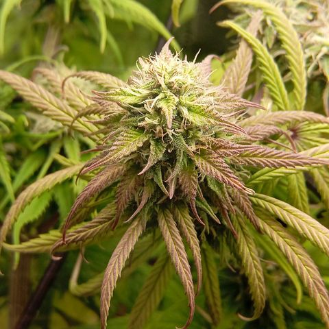 Marisoles. Og Kush, Sweetberry, Pinneapple Punch, Wedding Cake growlog timeline photo