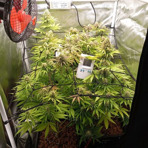 Marisoles. Og Kush, Sweetberry, Pinneapple Punch, Wedding Cake growlog timeline photo