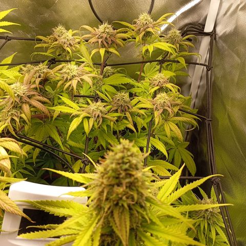 Marisoles. Og Kush, Sweetberry, Pinneapple Punch, Wedding Cake growlog timeline photo