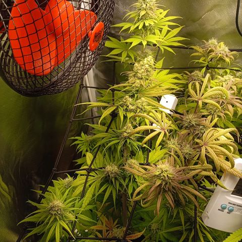 Marisoles. Og Kush, Sweetberry, Pinneapple Punch, Wedding Cake growlog timeline photo