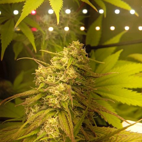 Marisoles. Og Kush, Sweetberry, Pinneapple Punch, Wedding Cake growlog timeline photo
