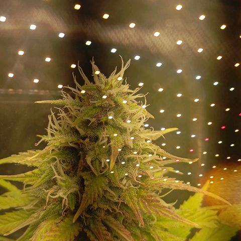 Marisoles. Og Kush, Sweetberry, Pinneapple Punch, Wedding Cake growlog timeline photo