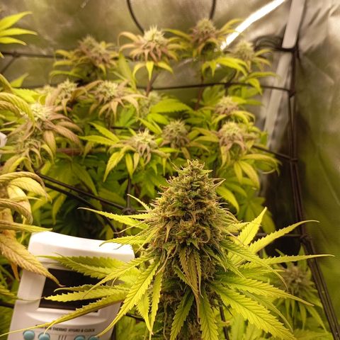 Marisoles. Og Kush, Sweetberry, Pinneapple Punch, Wedding Cake growlog timeline photo