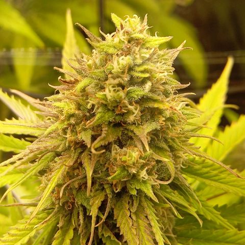 Marisoles. Og Kush, Sweetberry, Pinneapple Punch, Wedding Cake growlog timeline photo