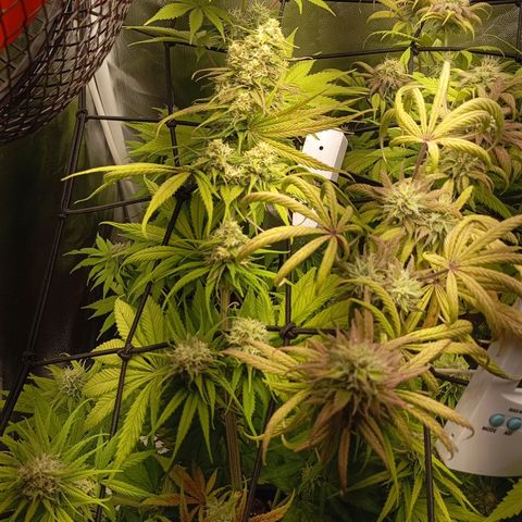Marisoles. Og Kush, Sweetberry, Pinneapple Punch, Wedding Cake growlog timeline photo