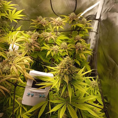 Marisoles. Og Kush, Sweetberry, Pinneapple Punch, Wedding Cake growlog timeline photo