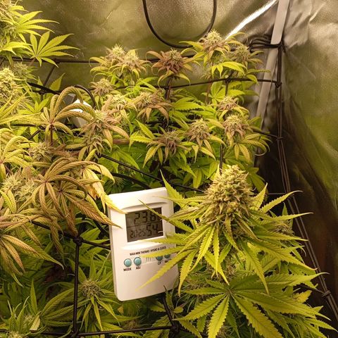 Marisoles. Og Kush, Sweetberry, Pinneapple Punch, Wedding Cake growlog timeline photo