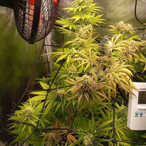 Marisoles. Og Kush, Sweetberry, Pinneapple Punch, Wedding Cake growlog timeline photo