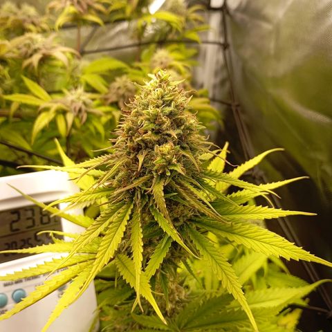 Marisoles. Og Kush, Sweetberry, Pinneapple Punch, Wedding Cake growlog timeline photo