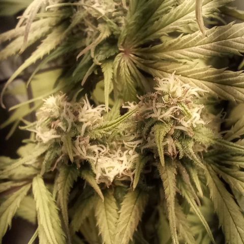 Marisoles. Og Kush, Sweetberry, Pinneapple Punch, Wedding Cake growlog timeline photo