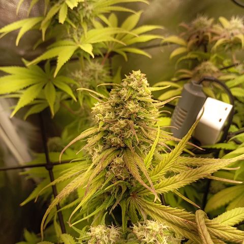 Marisoles. Og Kush, Sweetberry, Pinneapple Punch, Wedding Cake growlog timeline photo
