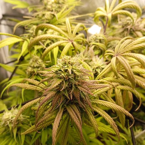 Marisoles. Og Kush, Sweetberry, Pinneapple Punch, Wedding Cake growlog timeline photo
