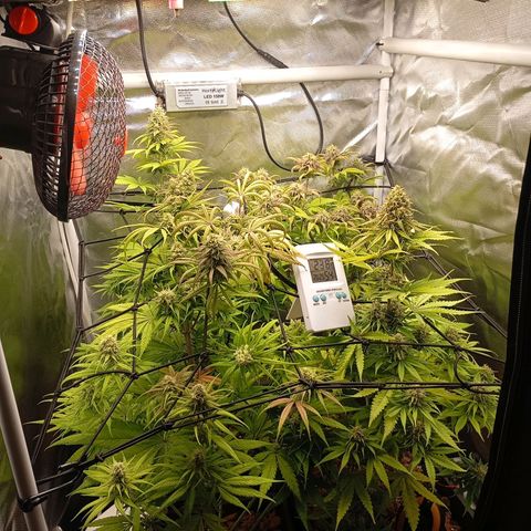 Marisoles. Og Kush, Sweetberry, Pinneapple Punch, Wedding Cake growlog timeline photo