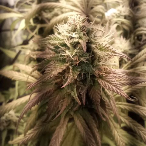 Marisoles. Og Kush, Sweetberry, Pinneapple Punch, Wedding Cake growlog timeline photo