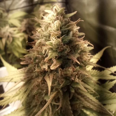 Marisoles. Og Kush, Sweetberry, Pinneapple Punch, Wedding Cake growlog timeline photo