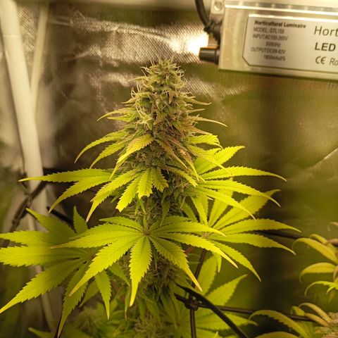 Marisoles. Og Kush, Sweetberry, Pinneapple Punch, Wedding Cake growlog timeline photo