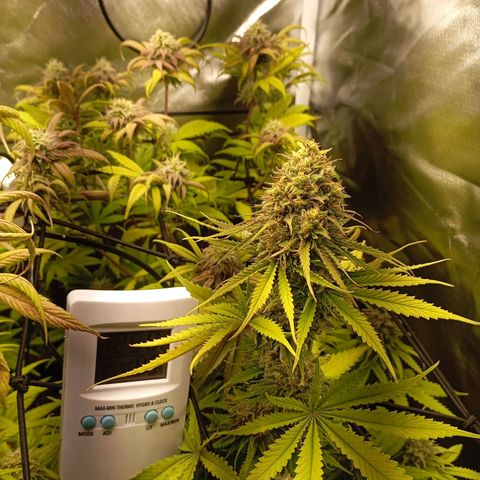Marisoles. Og Kush, Sweetberry, Pinneapple Punch, Wedding Cake growlog timeline photo