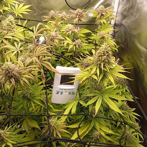 Marisoles. Og Kush, Sweetberry, Pinneapple Punch, Wedding Cake growlog timeline photo