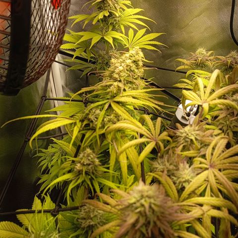 Marisoles. Og Kush, Sweetberry, Pinneapple Punch, Wedding Cake growlog timeline photo