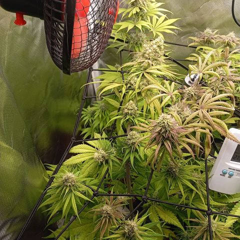 Marisoles. Og Kush, Sweetberry, Pinneapple Punch, Wedding Cake growlog timeline photo