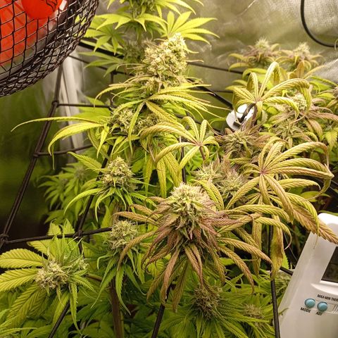 Marisoles. Og Kush, Sweetberry, Pinneapple Punch, Wedding Cake growlog timeline photo