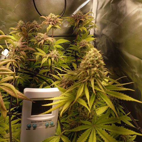 Marisoles. Og Kush, Sweetberry, Pinneapple Punch, Wedding Cake growlog timeline photo
