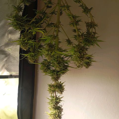 Marisoles. Og Kush, Sweetberry, Pinneapple Punch, Wedding Cake growlog timeline photo