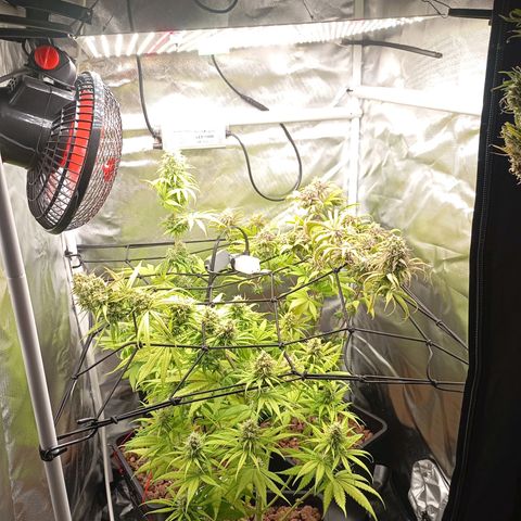 Marisoles. Og Kush, Sweetberry, Pinneapple Punch, Wedding Cake growlog timeline photo