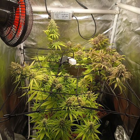 Marisoles. Og Kush, Sweetberry, Pinneapple Punch, Wedding Cake growlog timeline photo