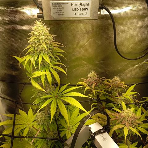 Marisoles. Og Kush, Sweetberry, Pinneapple Punch, Wedding Cake growlog timeline photo