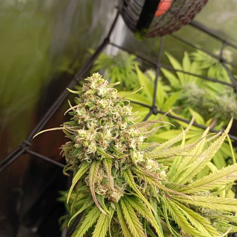 Marisoles. Og Kush, Sweetberry, Pinneapple Punch, Wedding Cake growlog timeline photo