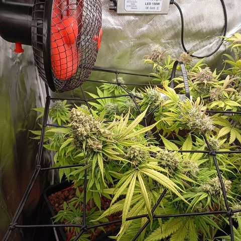 Marisoles. Og Kush, Sweetberry, Pinneapple Punch, Wedding Cake growlog timeline photo