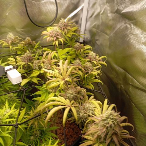 Marisoles. Og Kush, Sweetberry, Pinneapple Punch, Wedding Cake growlog timeline photo
