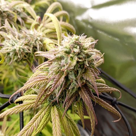 Marisoles. Og Kush, Sweetberry, Pinneapple Punch, Wedding Cake growlog timeline photo