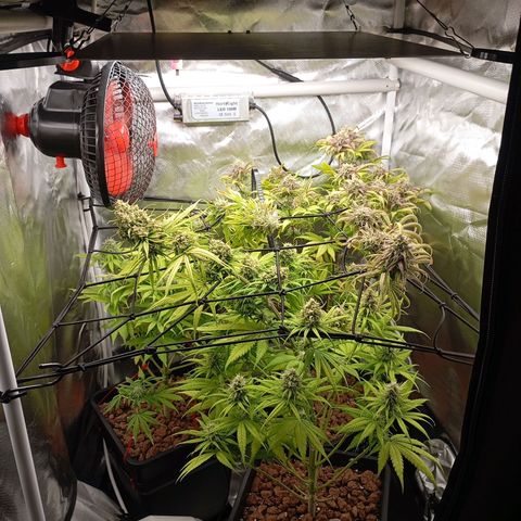 Marisoles. Og Kush, Sweetberry, Pinneapple Punch, Wedding Cake growlog timeline photo