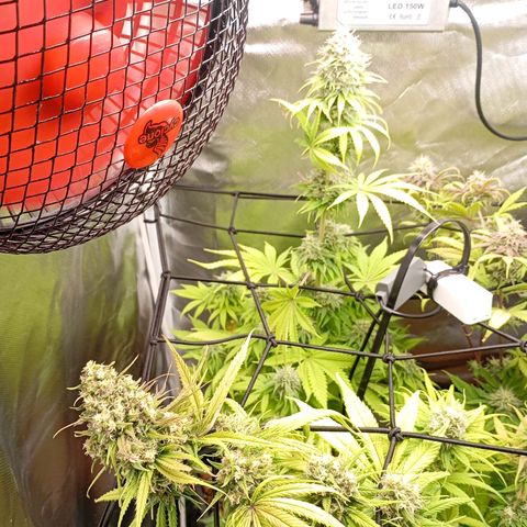 Marisoles. Og Kush, Sweetberry, Pinneapple Punch, Wedding Cake growlog timeline photo