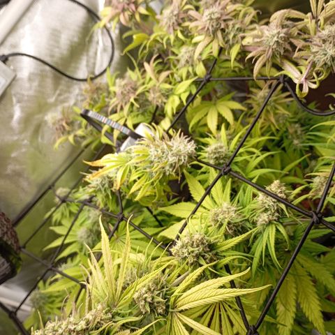 Marisoles. Og Kush, Sweetberry, Pinneapple Punch, Wedding Cake growlog timeline photo