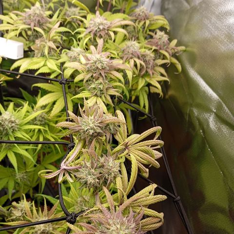 Marisoles. Og Kush, Sweetberry, Pinneapple Punch, Wedding Cake growlog timeline photo