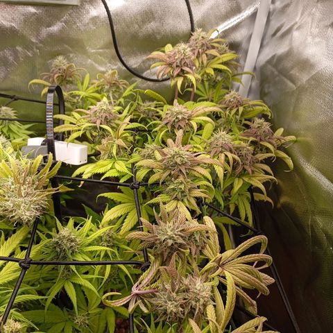Marisoles. Og Kush, Sweetberry, Pinneapple Punch, Wedding Cake growlog timeline photo