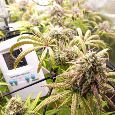 Marisoles. Og Kush, Sweetberry, Pinneapple Punch, Wedding Cake growlog timeline photo