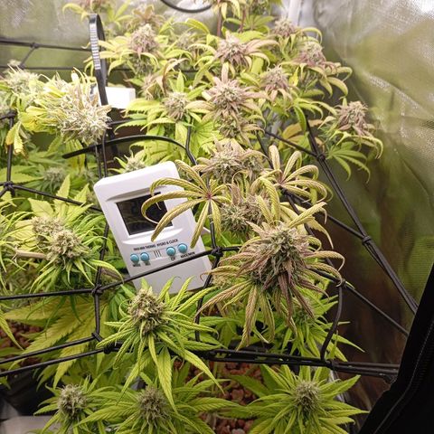 Marisoles. Og Kush, Sweetberry, Pinneapple Punch, Wedding Cake growlog timeline photo