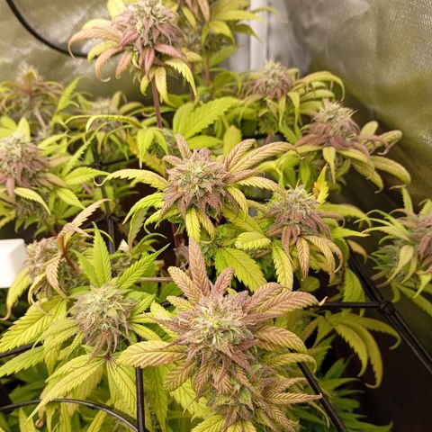 Marisoles. Og Kush, Sweetberry, Pinneapple Punch, Wedding Cake growlog timeline photo