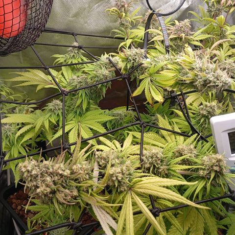 Marisoles. Og Kush, Sweetberry, Pinneapple Punch, Wedding Cake growlog timeline photo